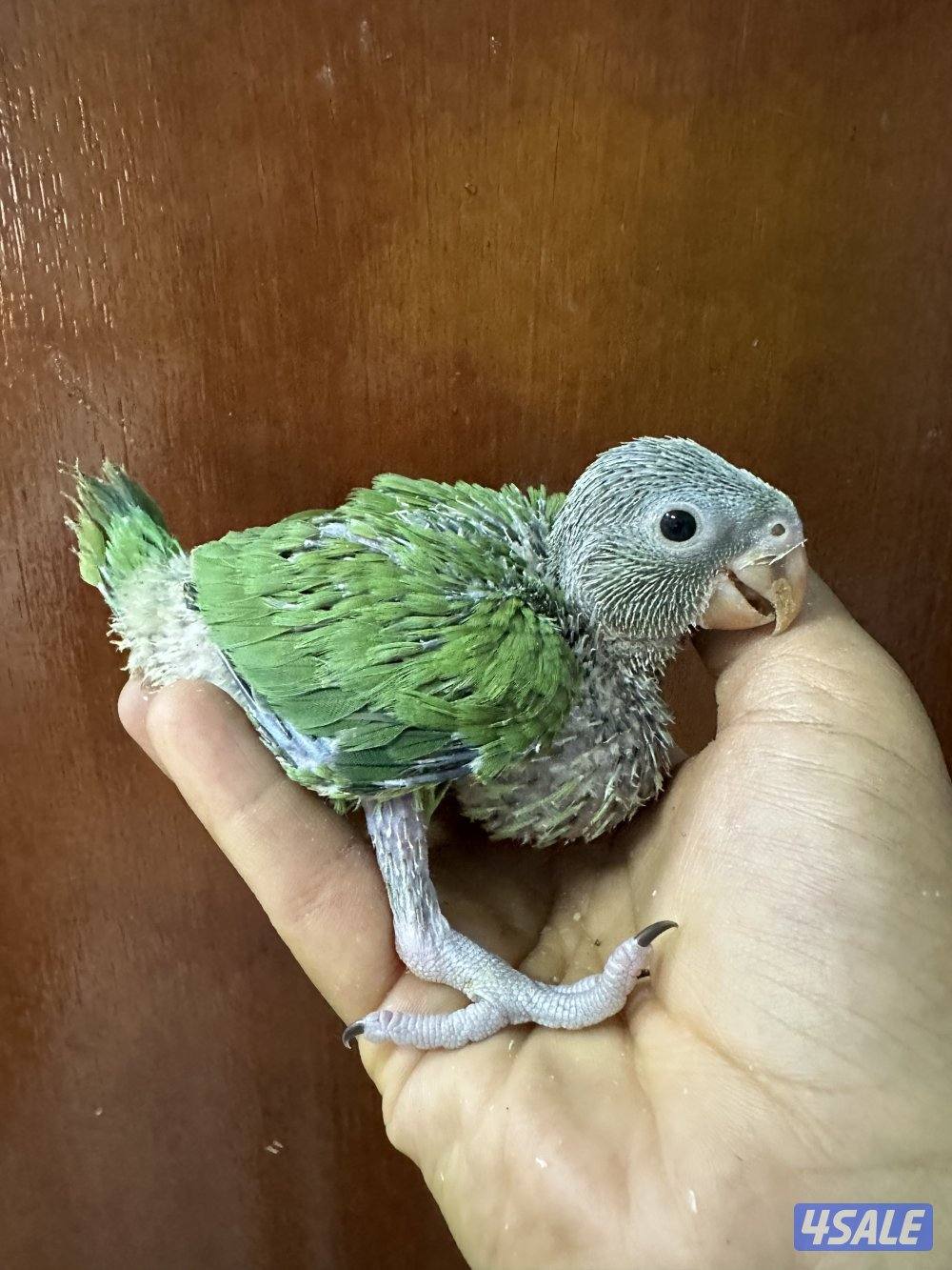 فروخ بيبي متوه هولندي عس2