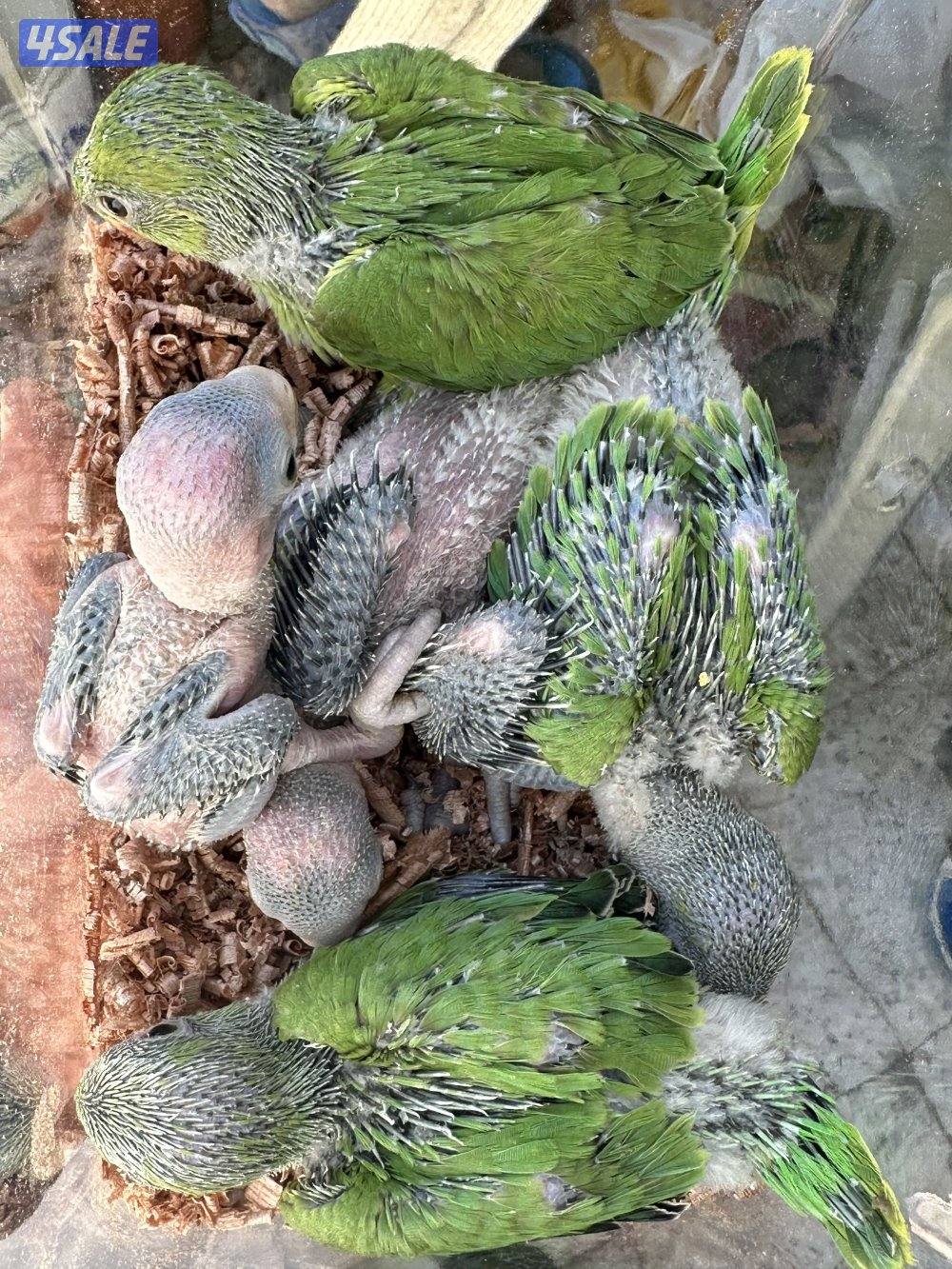 فروخ بيبي متوه هولندي عس3