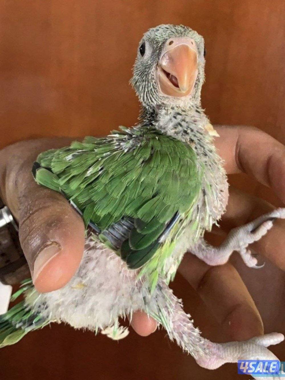 فروخ بيبي متوه هولندي عس4