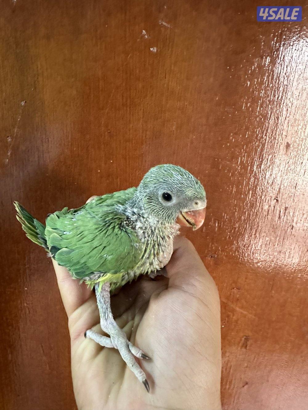 فروخ بيبي متوه هولندي عس5