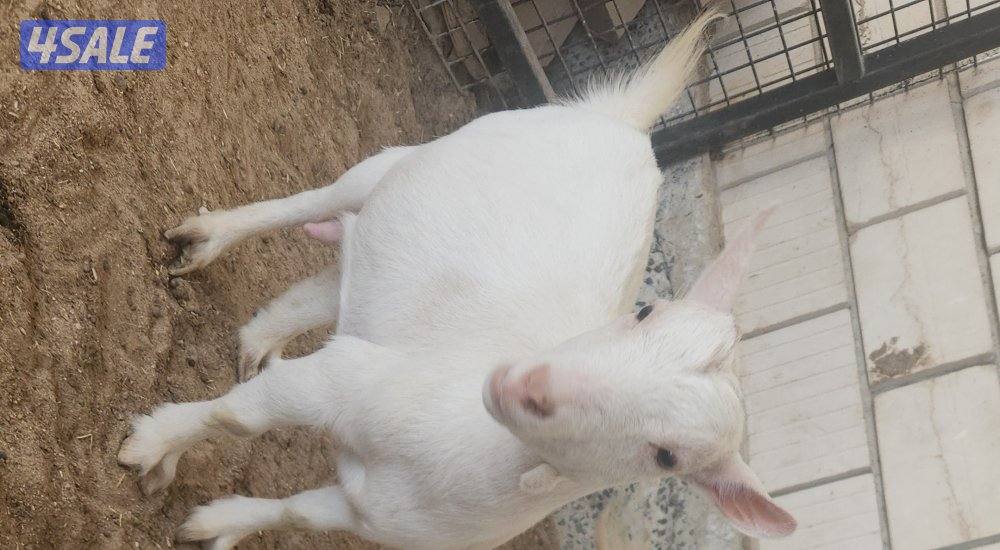 جيكيات للبيع خمسه صفر سته خمسه واحد ثمانيه ثمانيه ثمانيه0