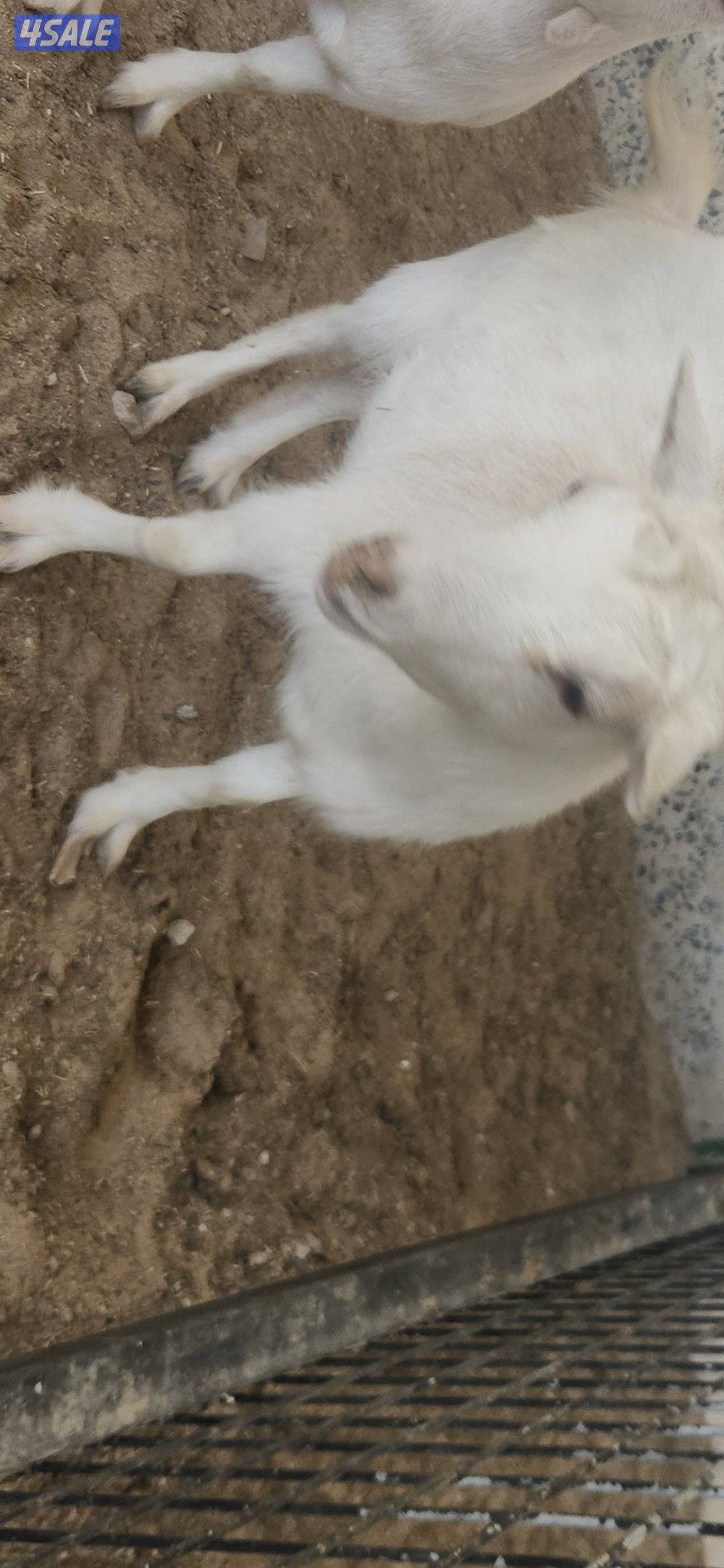 جيكيات للبيع خمسه صفر سته خمسه واحد ثمانيه ثمانيه ثمانيه1