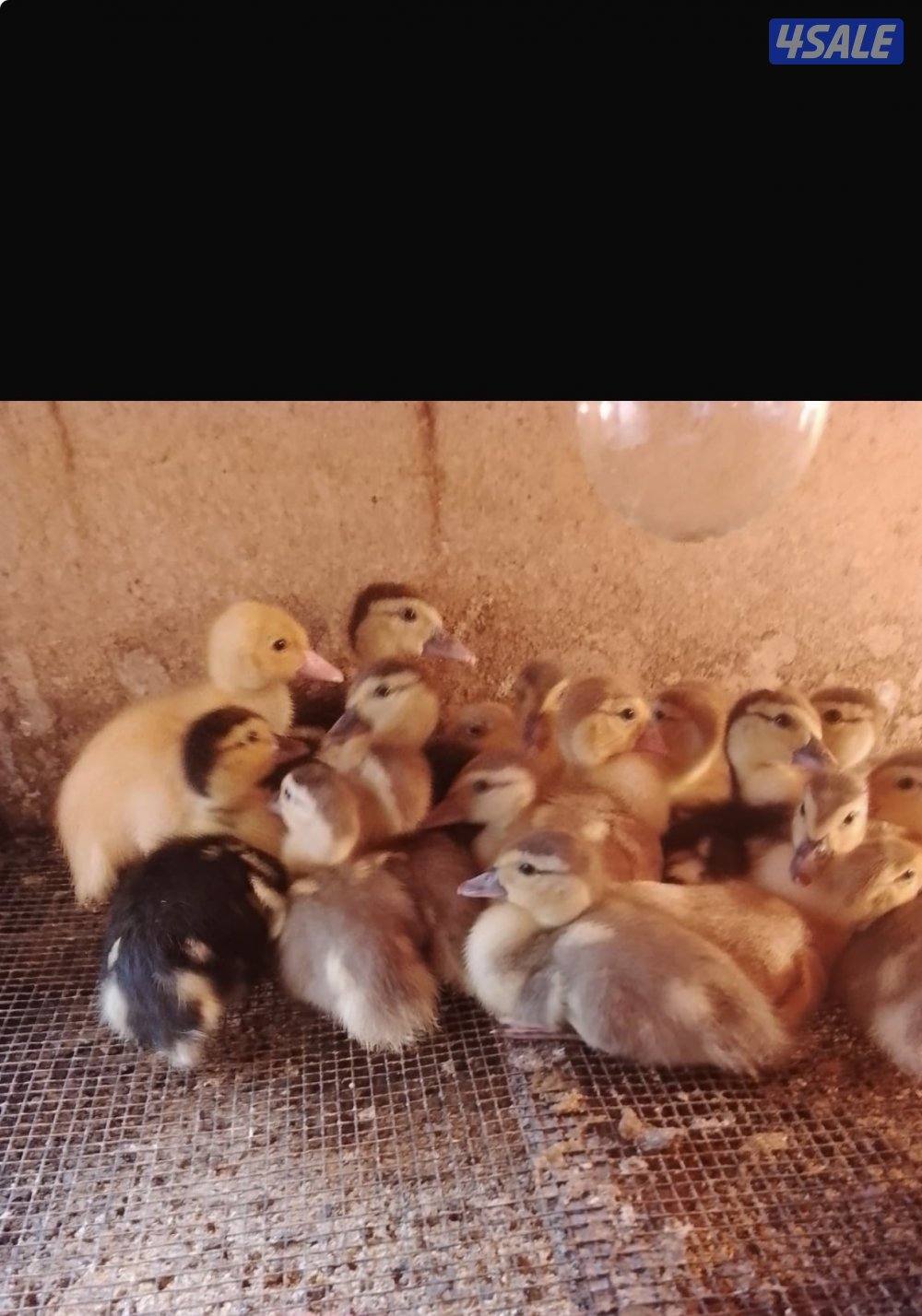 السلام عليكم للبيع فروخ بط مصري0