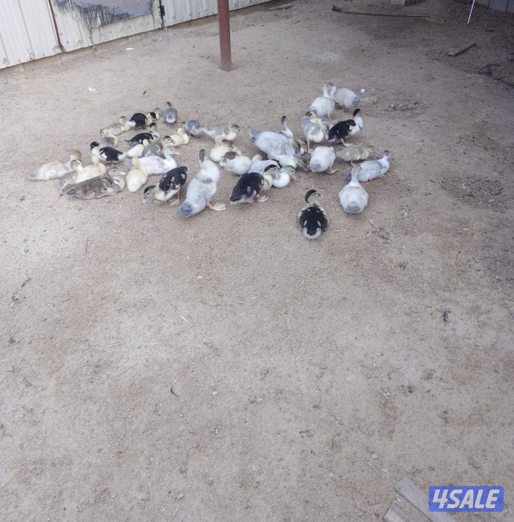 السلام عليكم للبيع فروخ بط مصري1