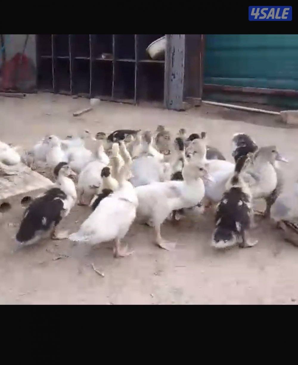 السلام عليكم للبيع فروخ بط مصري2