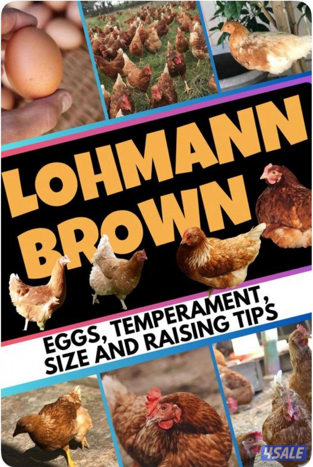 متوفر مجاميع دجاج لوغبار الانجليزي و دجاج لوهمان الألماني جميع الاعمار0