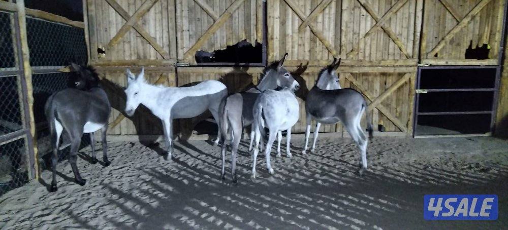 للبيع تكرمون علي ٣ افحل حمير0