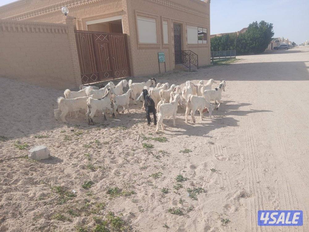 صخال طيبه للبيع0