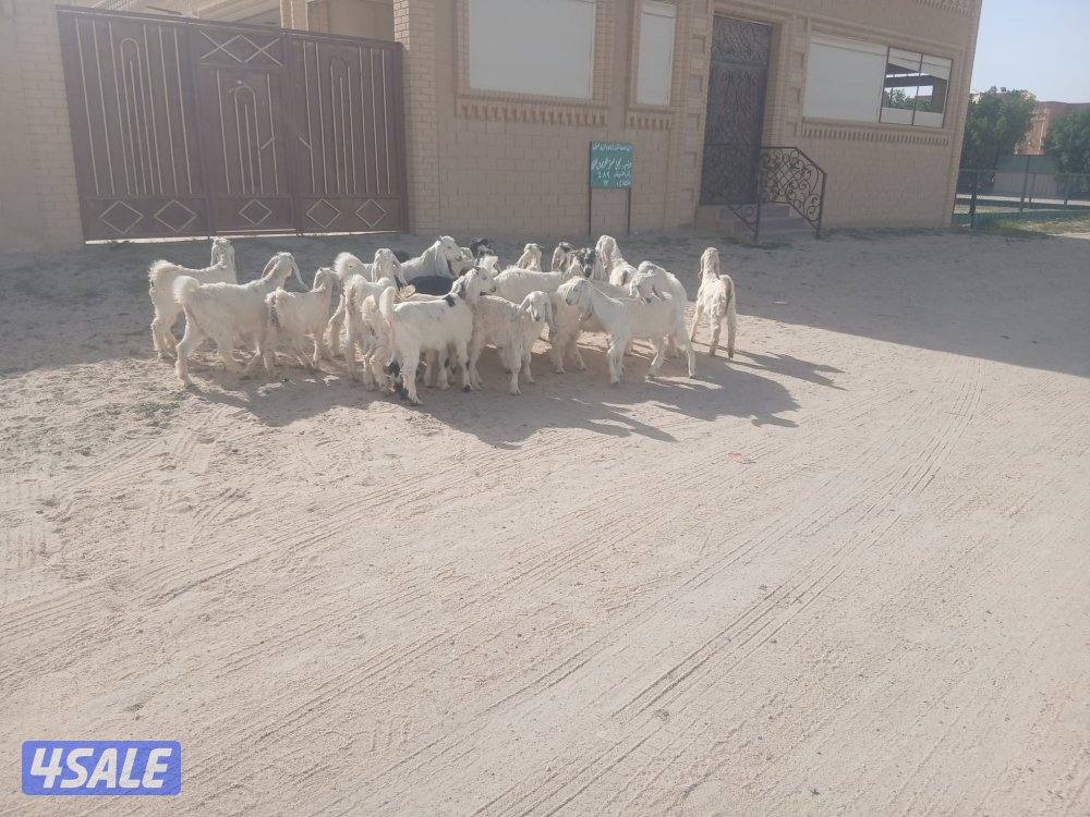 صخال طيبه للبيع1