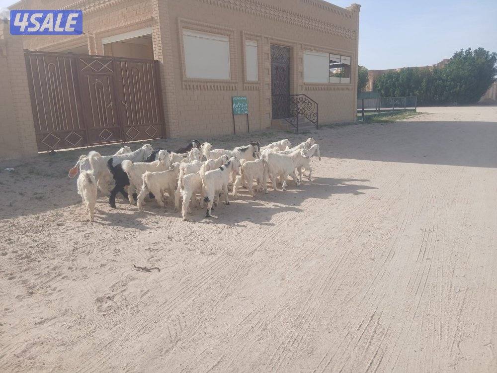 صخال طيبه للبيع2