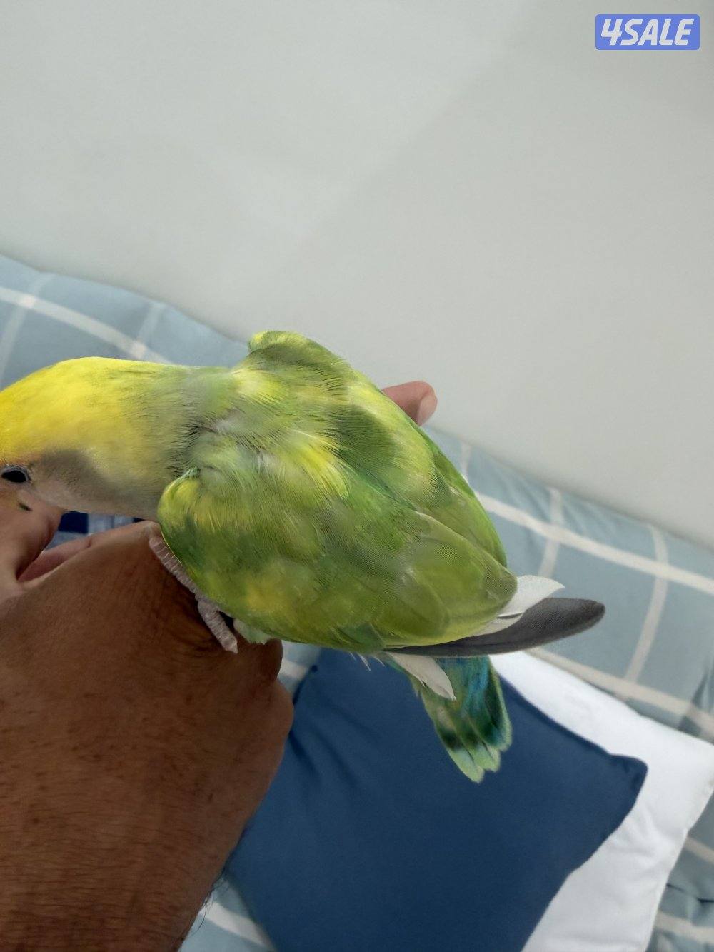 للبيع لوفبيرد ربوه0