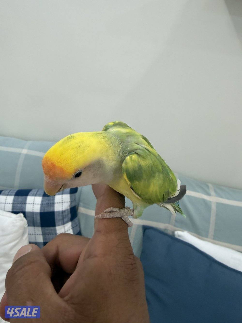 للبيع لوفبيرد ربوه1