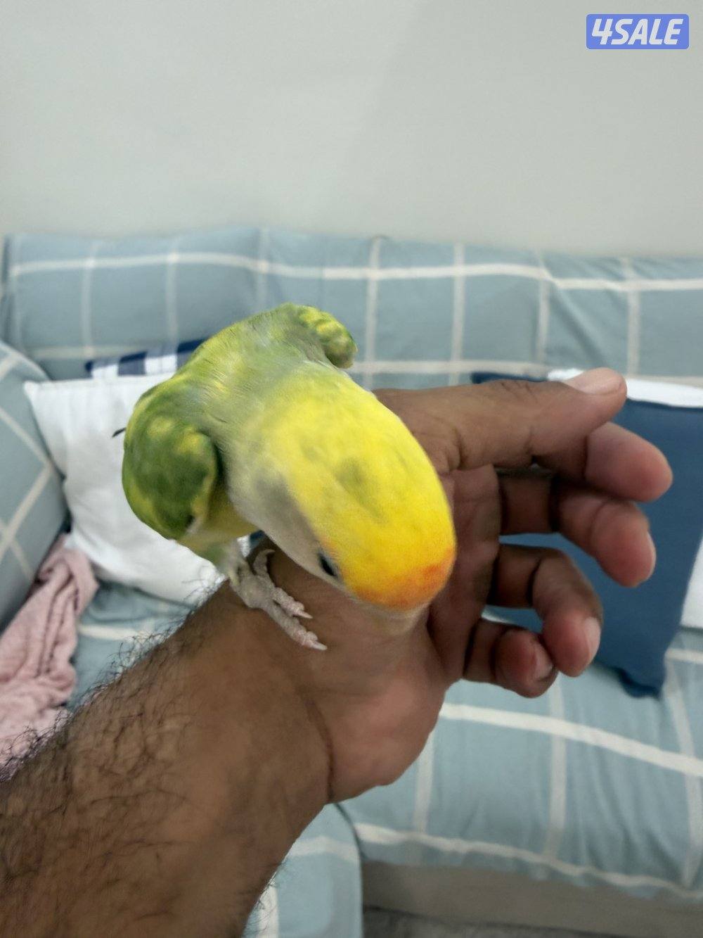 للبيع لوفبيرد ربوه2