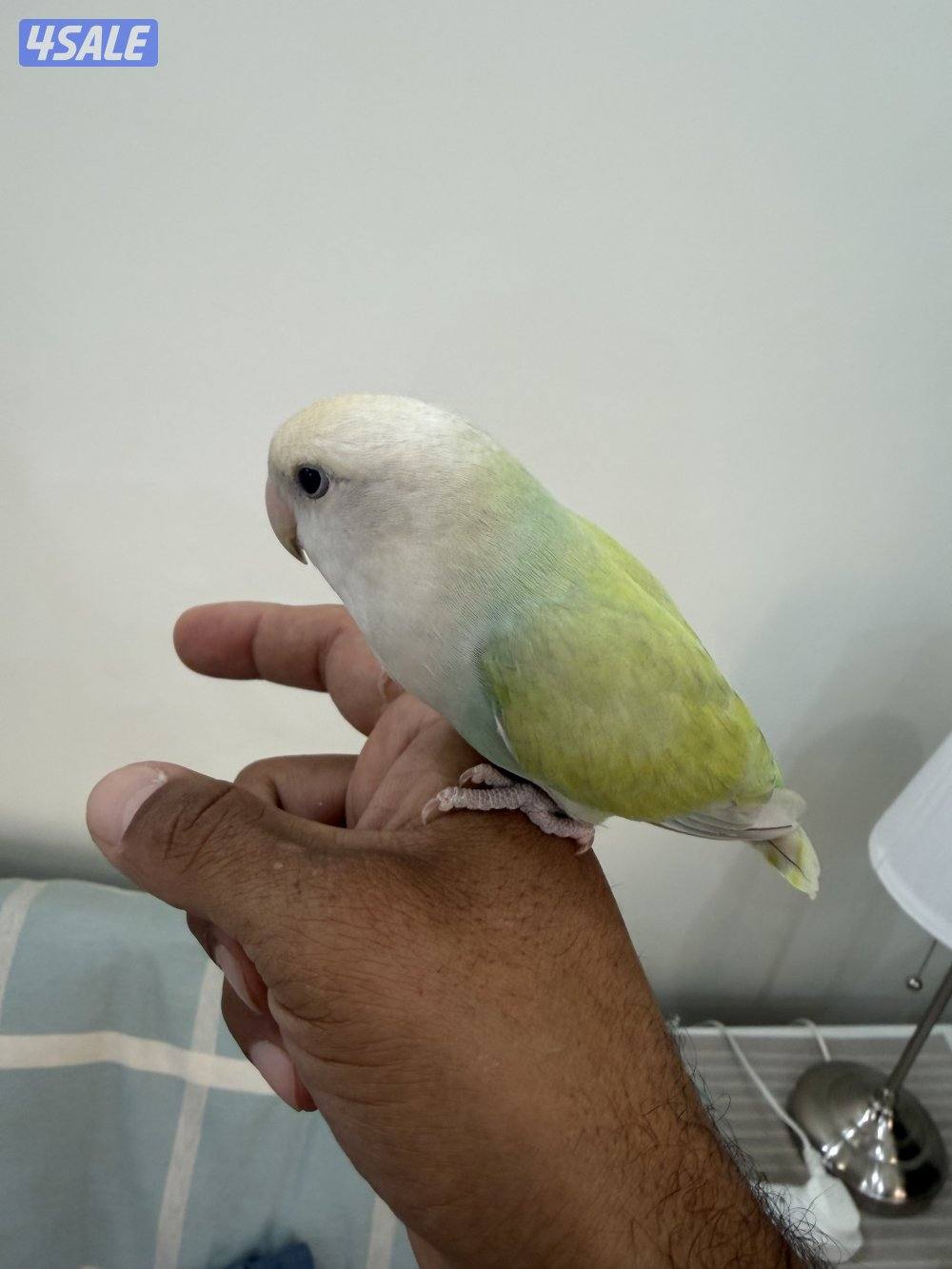 للبيع لوفبيرد ربوه0