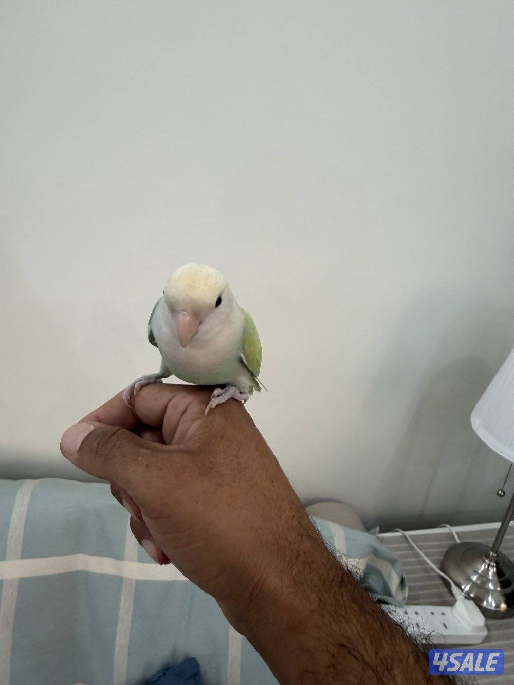 للبيع لوفبيرد ربوه1