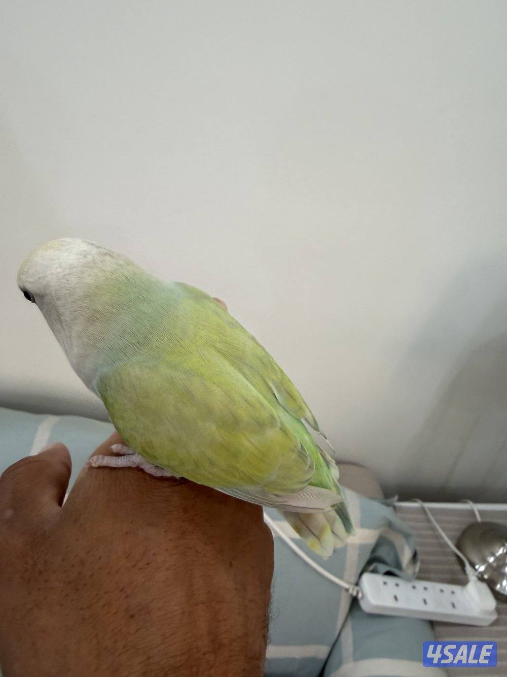 للبيع لوفبيرد ربوه2