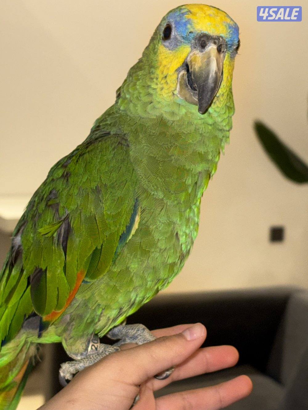 طير أمازون ربوه قوي منتج1