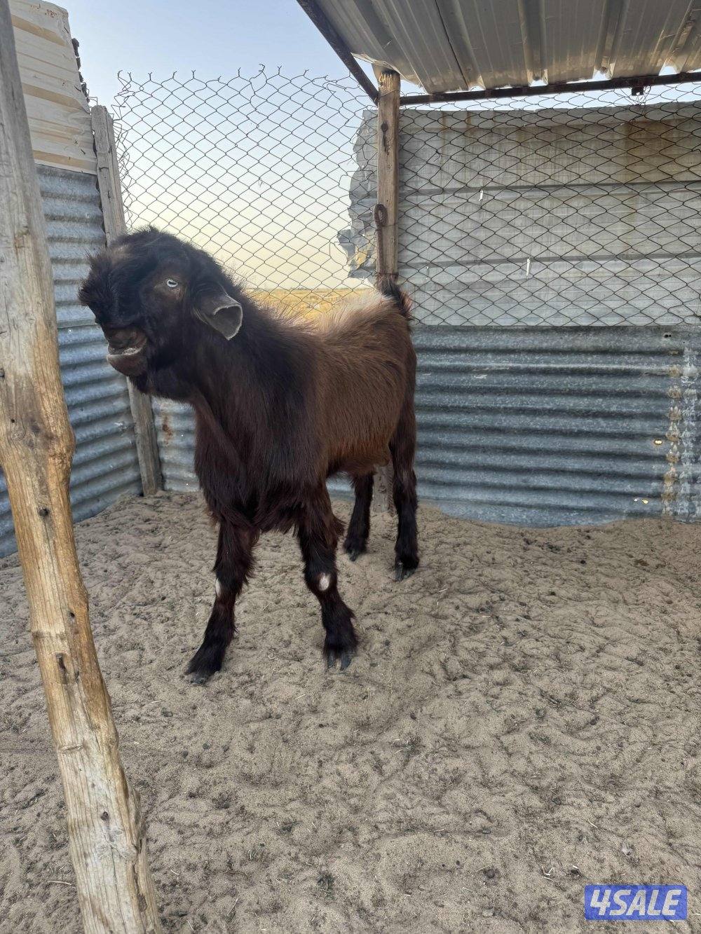 البيع شوام فحول0