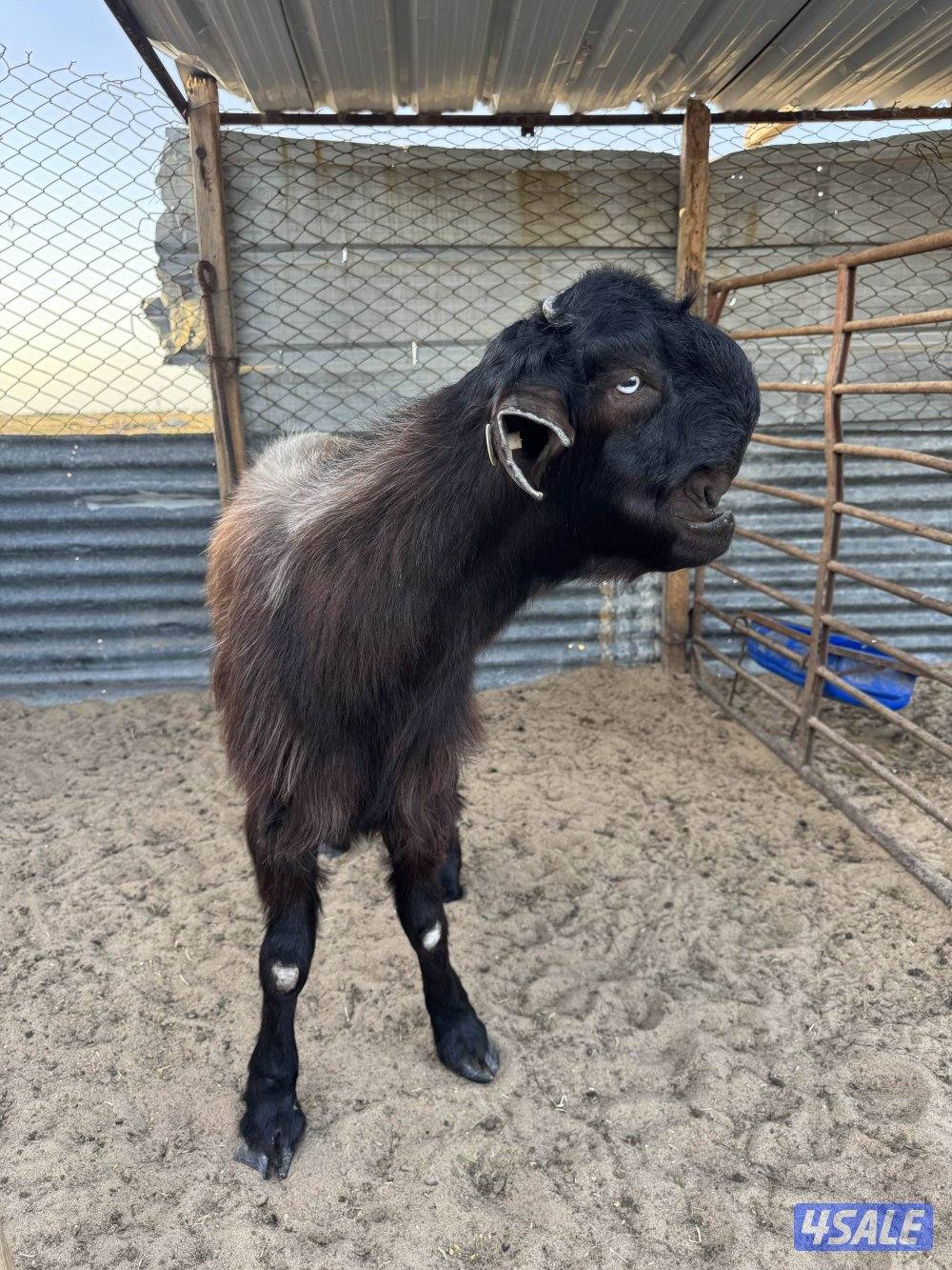 البيع شوام فحول1