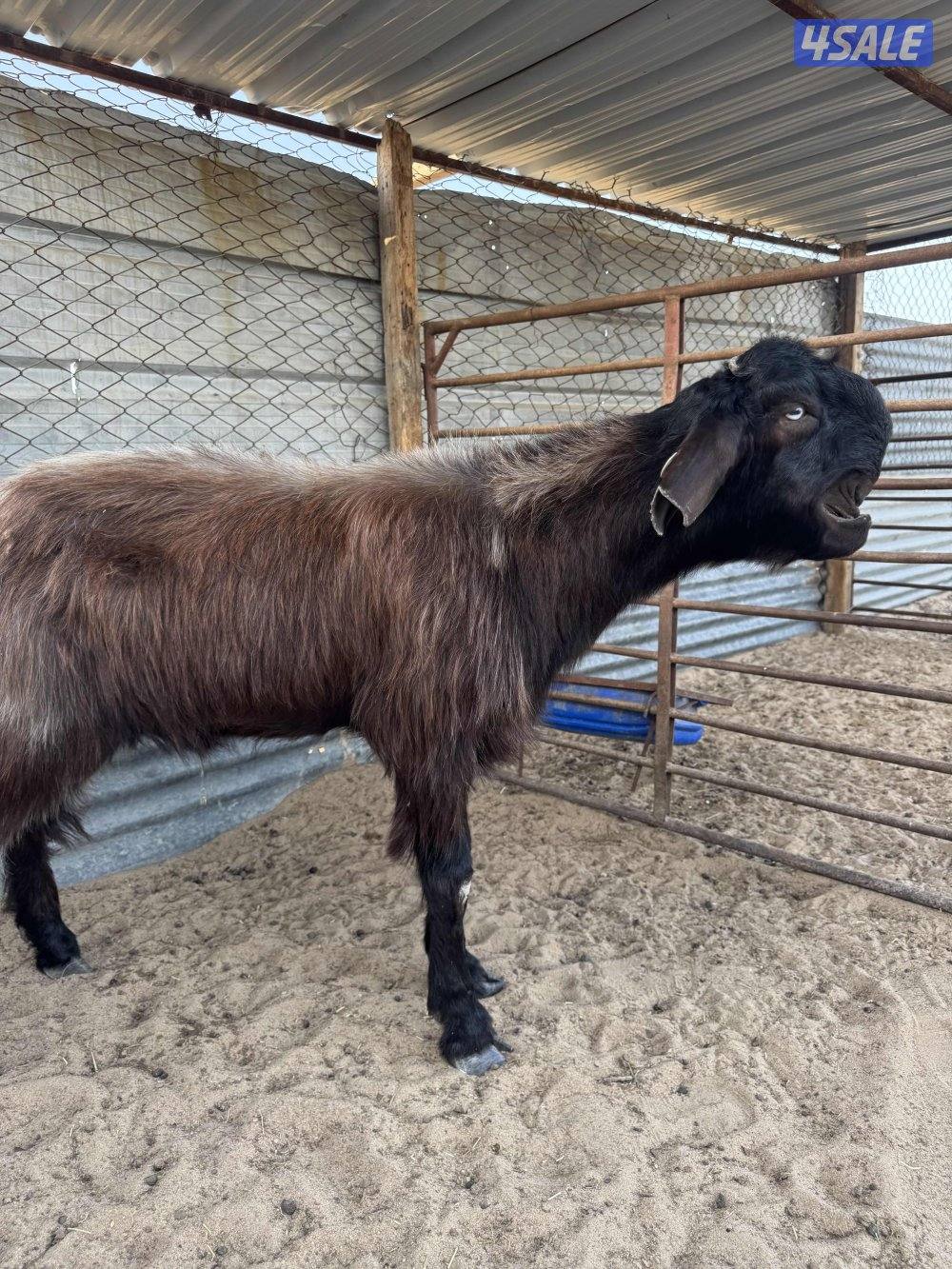 البيع شوام فحول2