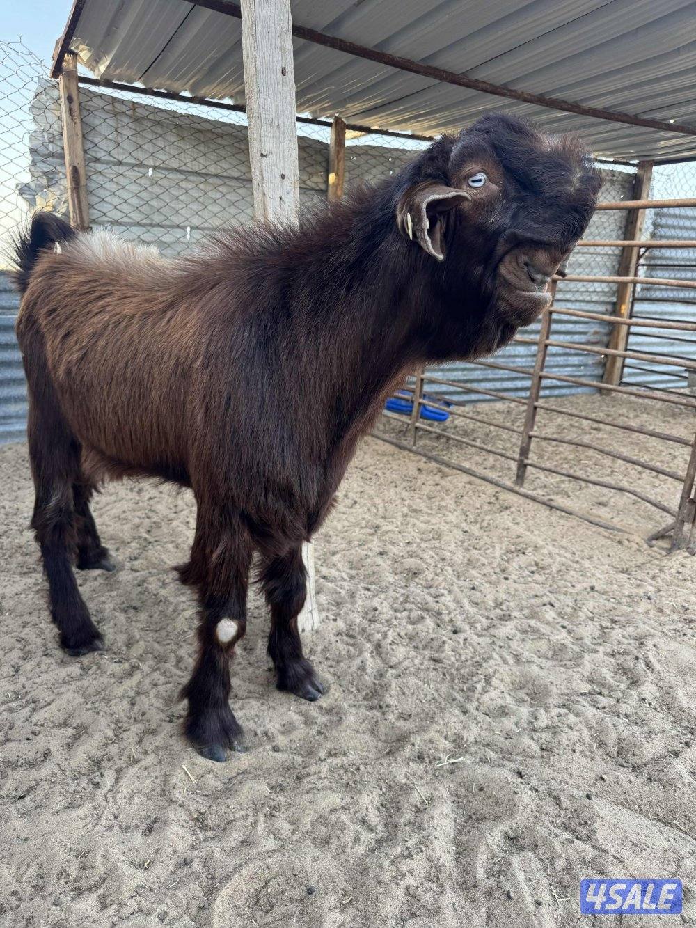 البيع شوام فحول3