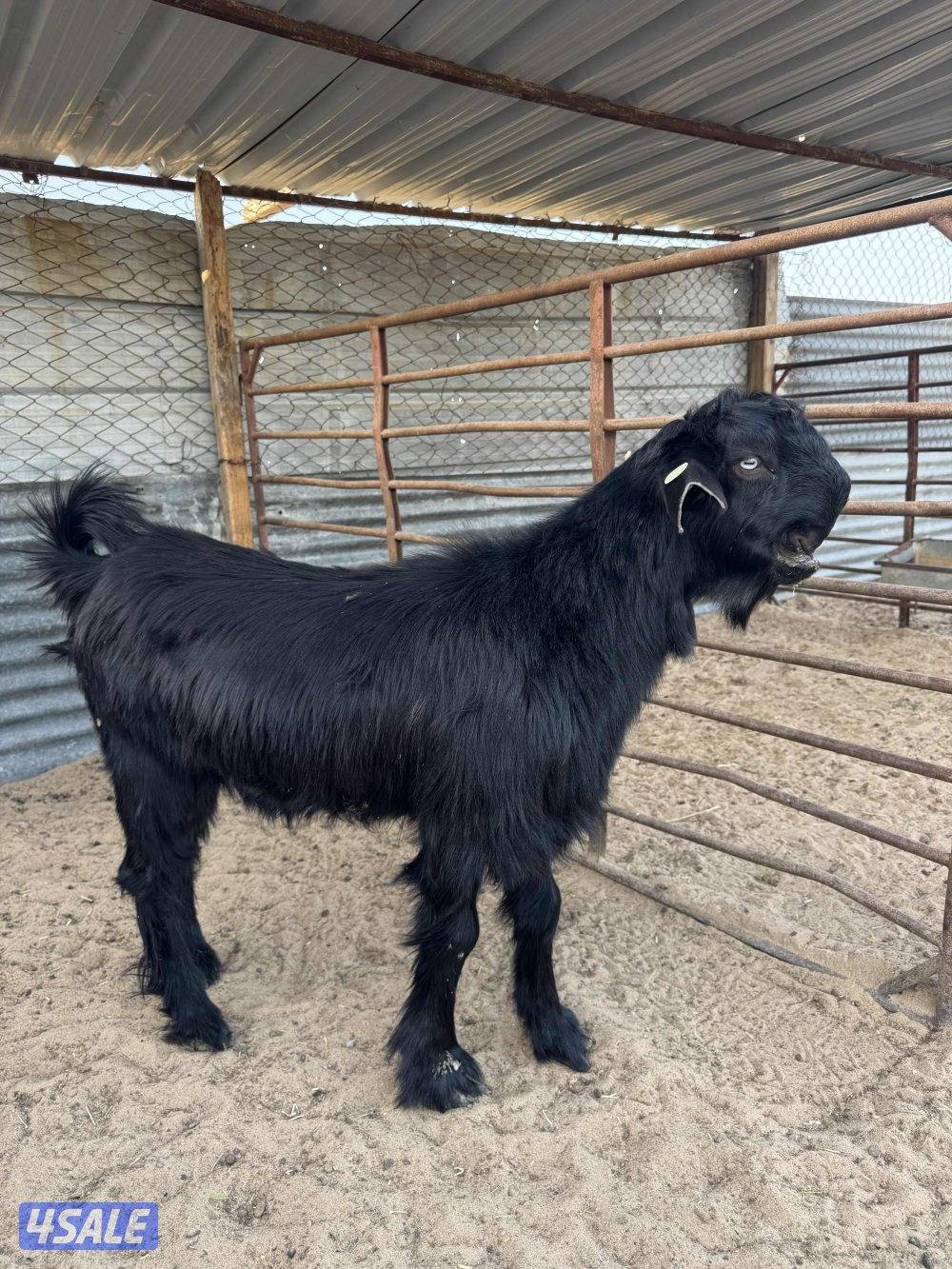 البيع شوام فحول4