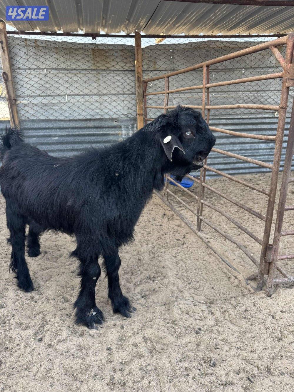 البيع شوام فحول5