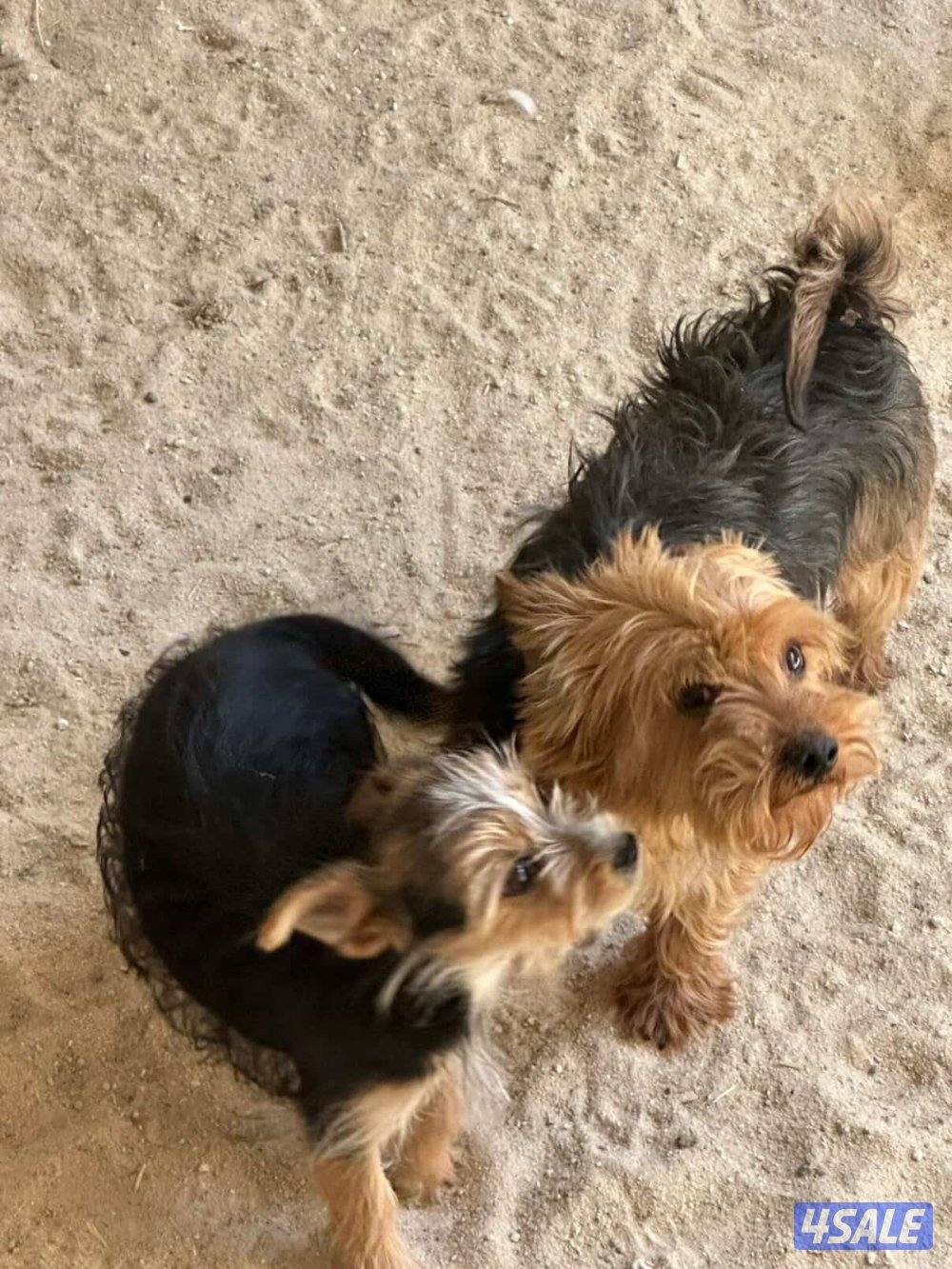 للبيع يوريك شير جروا اعمارهم ٤ اشهور بيعه سريعه0