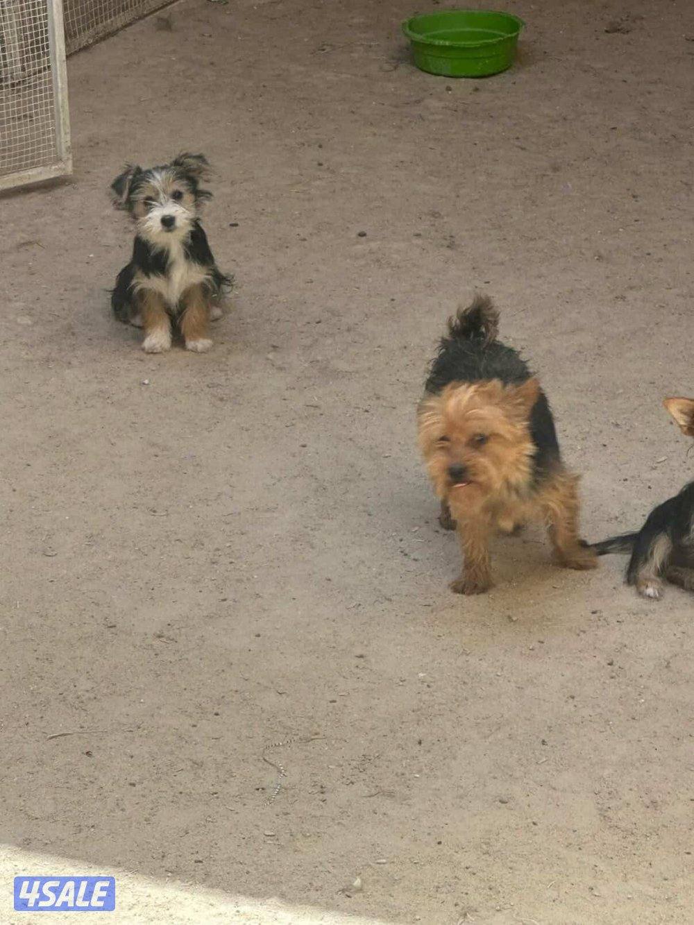 للبيع يوريك شير جروا اعمارهم ٤ اشهور بيعه سريعه1