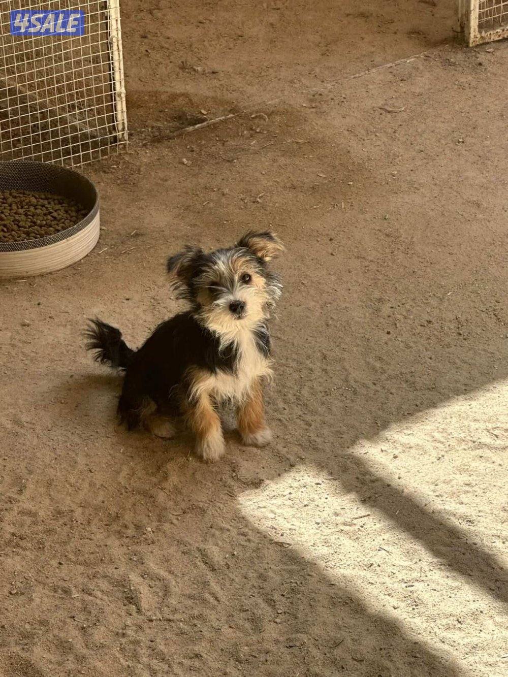 للبيع يوريك شير جروا اعمارهم ٤ اشهور بيعه سريعه2