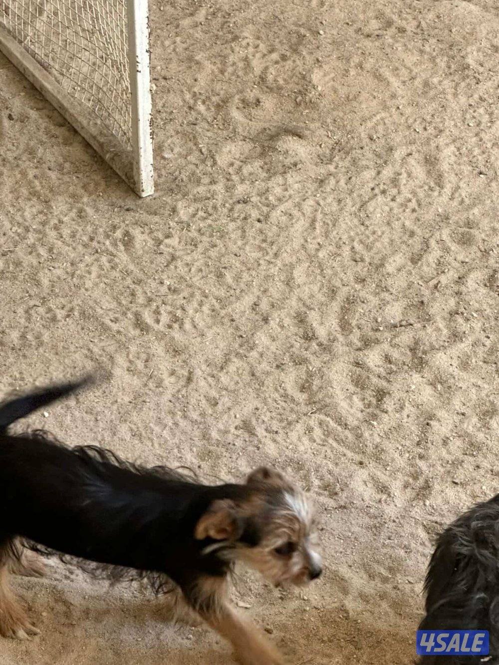 للبيع يوريك شير جروا اعمارهم ٤ اشهور بيعه سريعه3