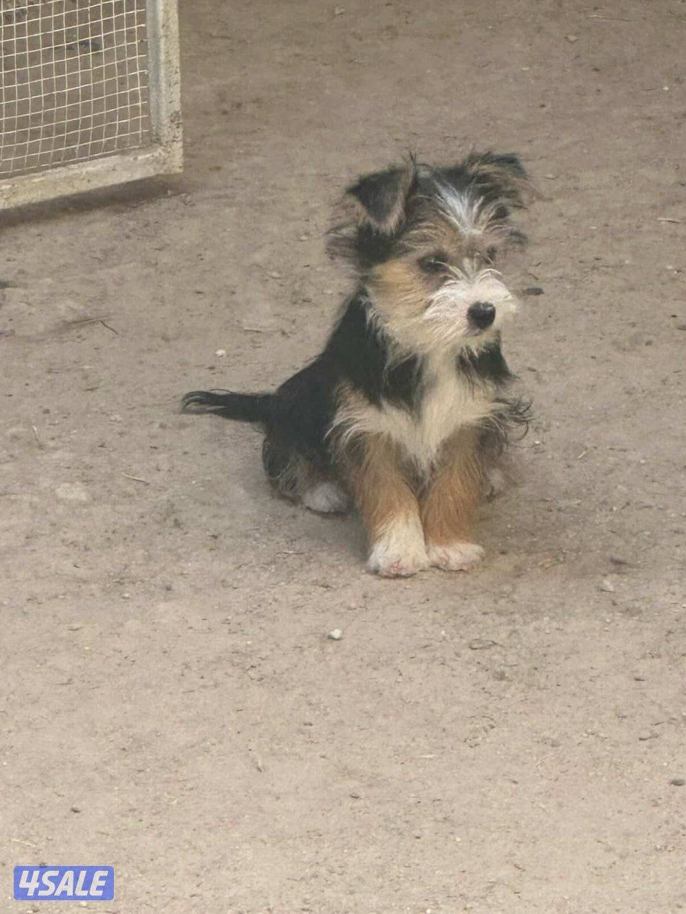 للبيع يوريك شير جروا اعمارهم ٤ اشهور بيعه سريعه4