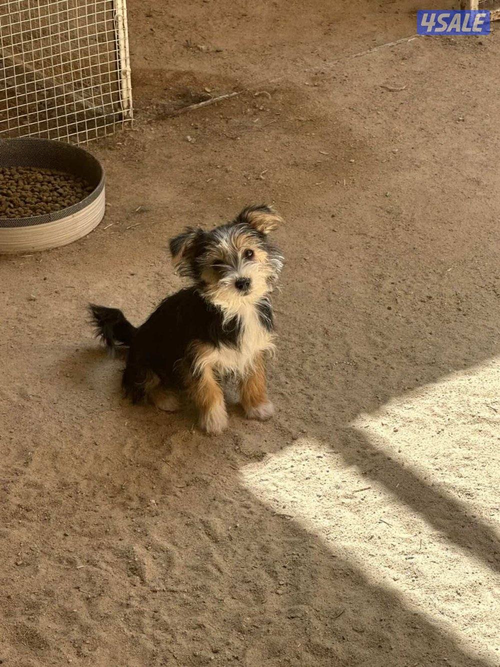 للبيع يوريك شير جروا اعمارهم ٤ اشهور بيعه سريعه5