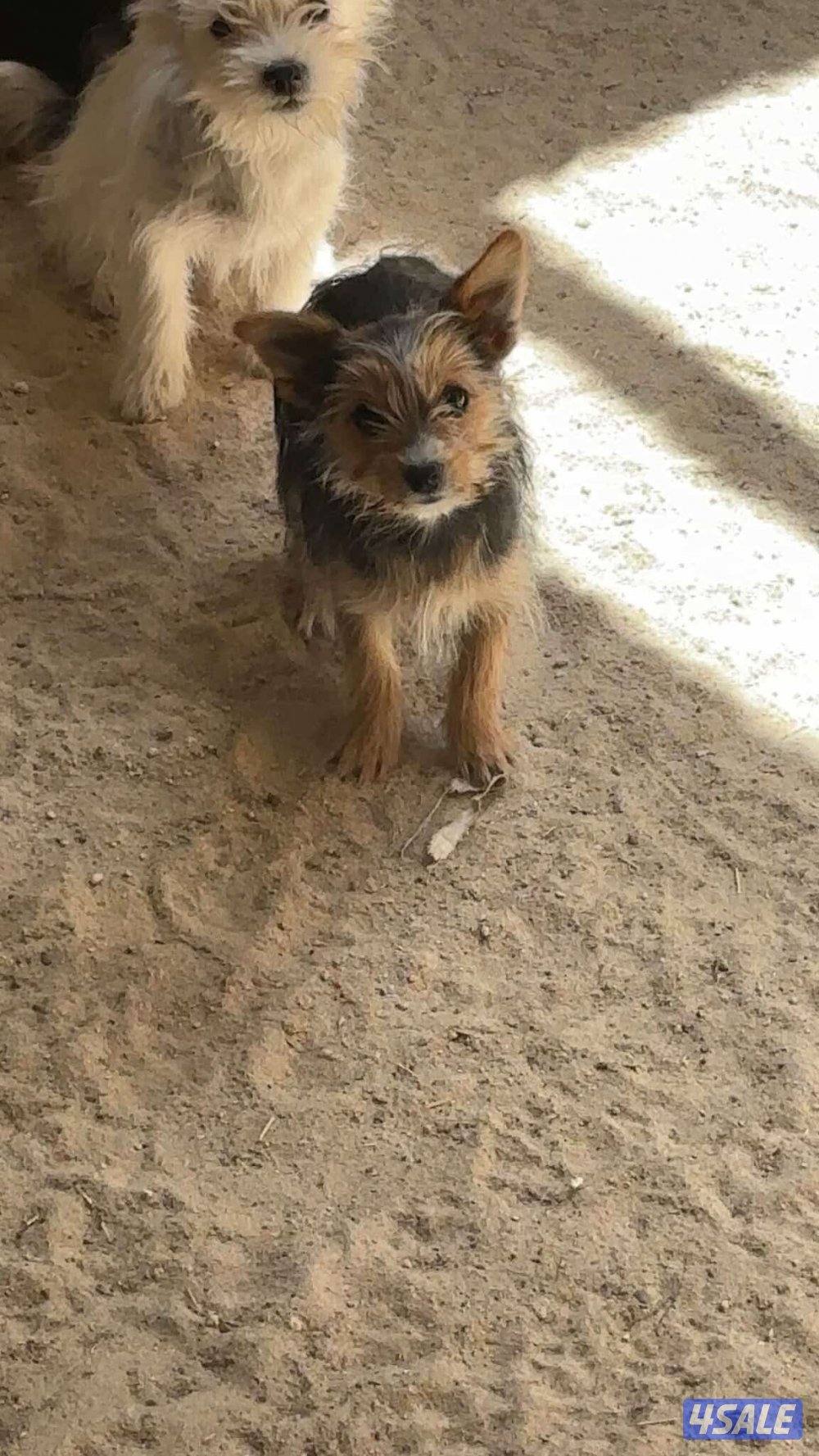 للبيع يوريك شير جروا اعمارهم ٤ اشهور بيعه سريعه6