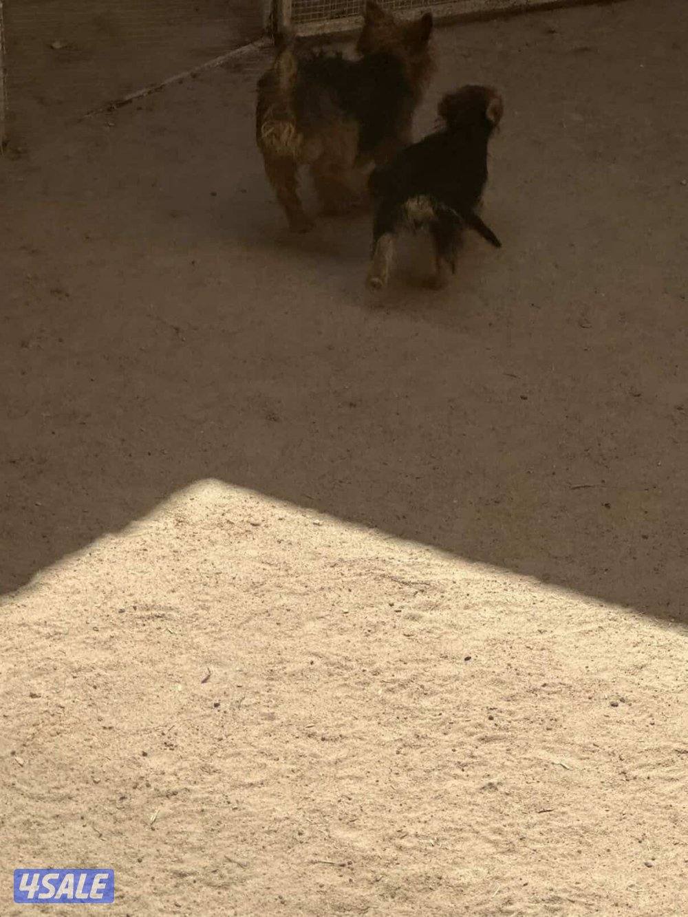 للبيع يوريك شير جروا اعمارهم ٤ اشهور بيعه سريعه7