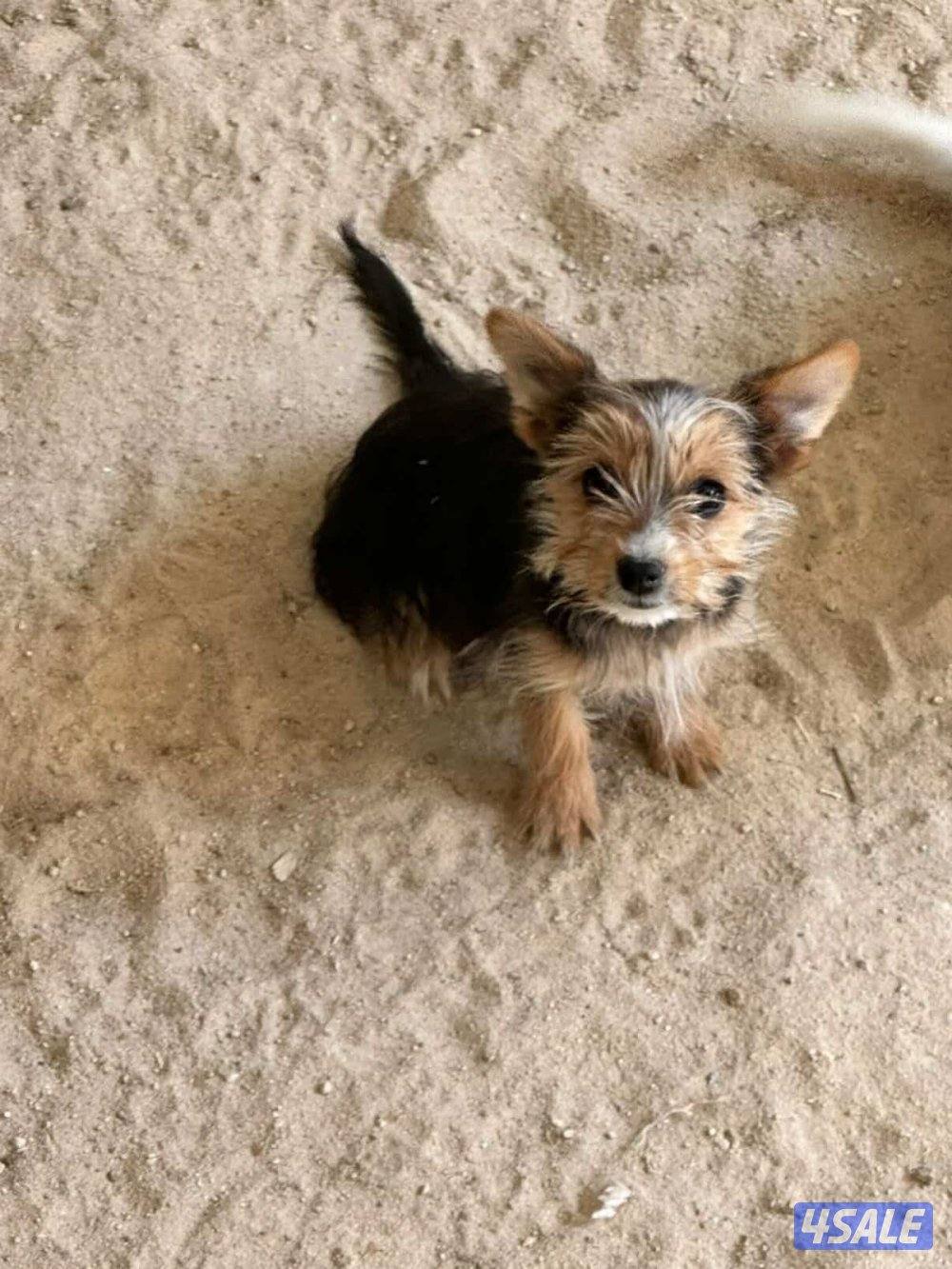 للبيع يوريك شير جروا اعمارهم ٤ اشهور بيعه سريعه8