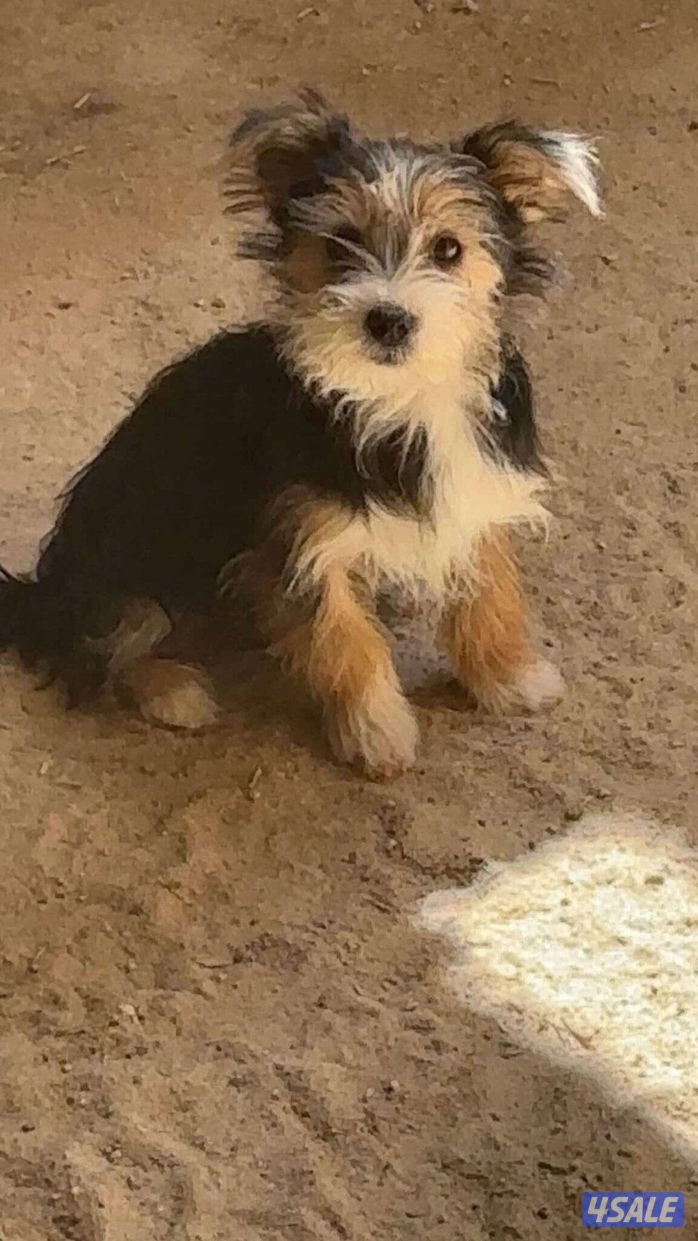 للبيع يوريك شير جروا اعمارهم ٤ اشهور بيعه سريعه10