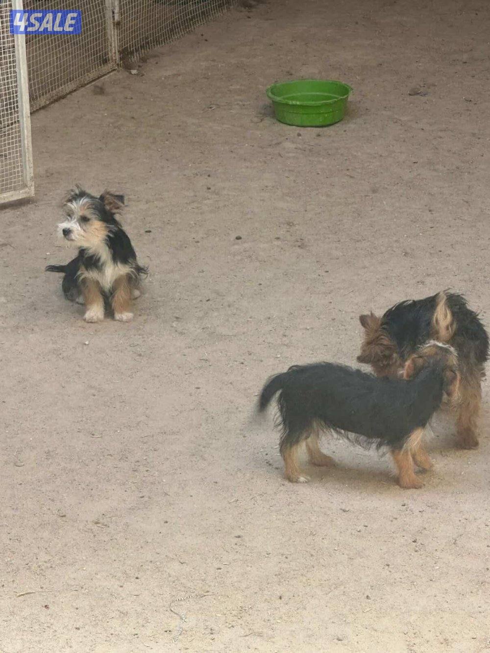 للبيع يوريك شير جروا اعمارهم ٤ اشهور بيعه سريعه9