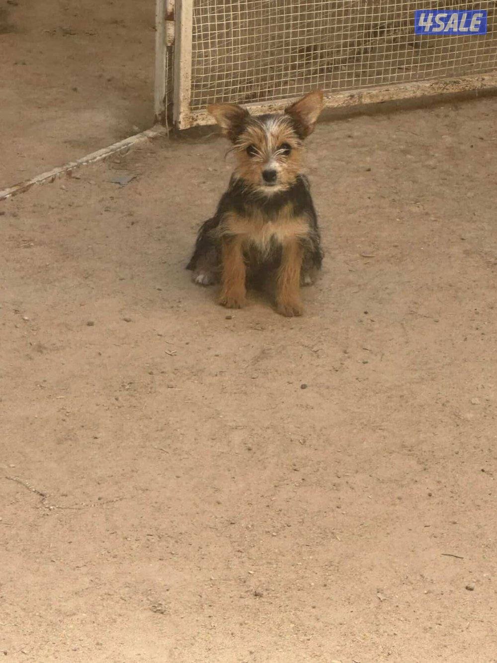 للبيع يوريك شير جروا اعمارهم ٤ اشهور بيعه سريعه11