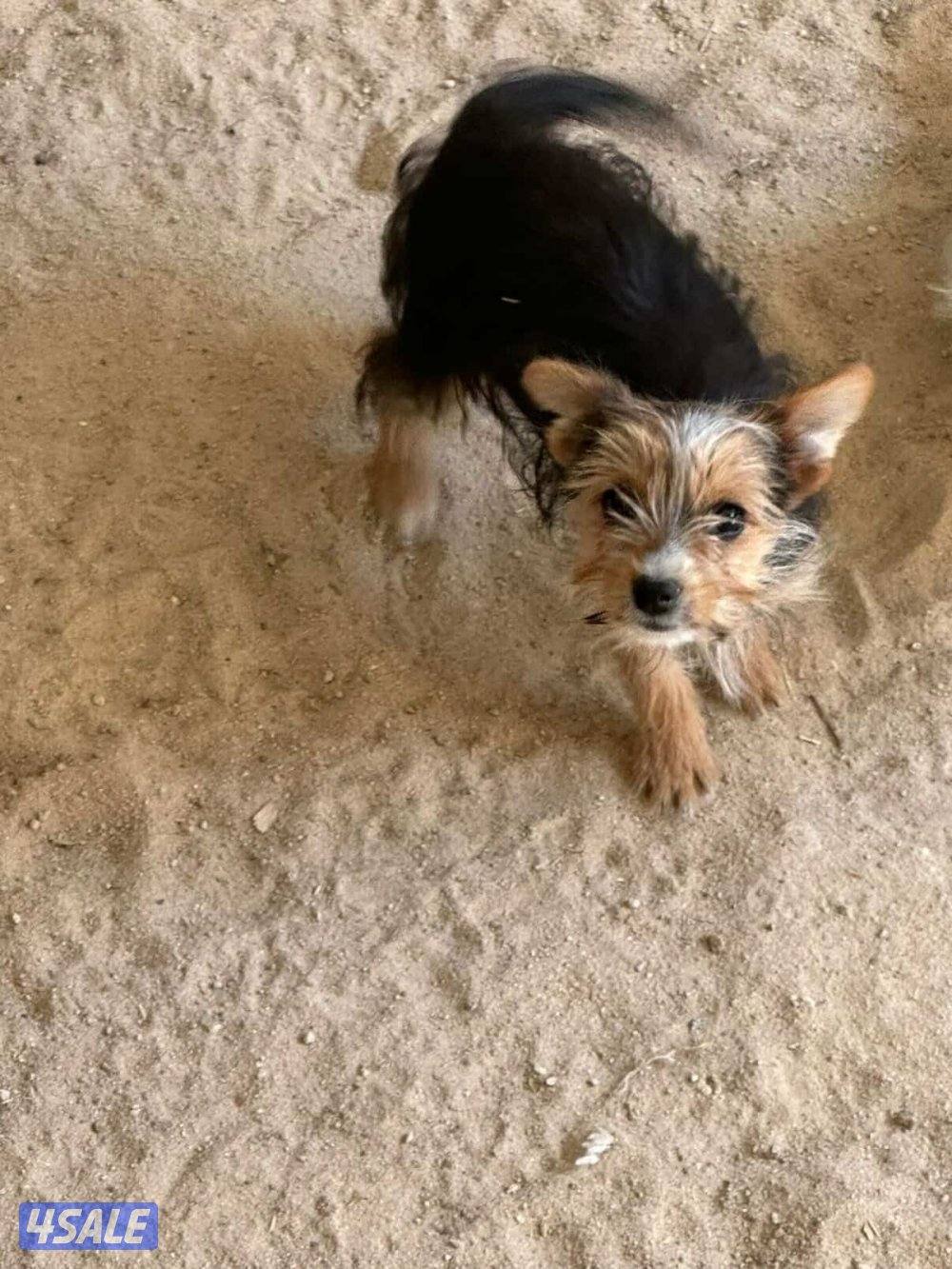 للبيع يوريك شير جروا اعمارهم ٤ اشهور بيعه سريعه12