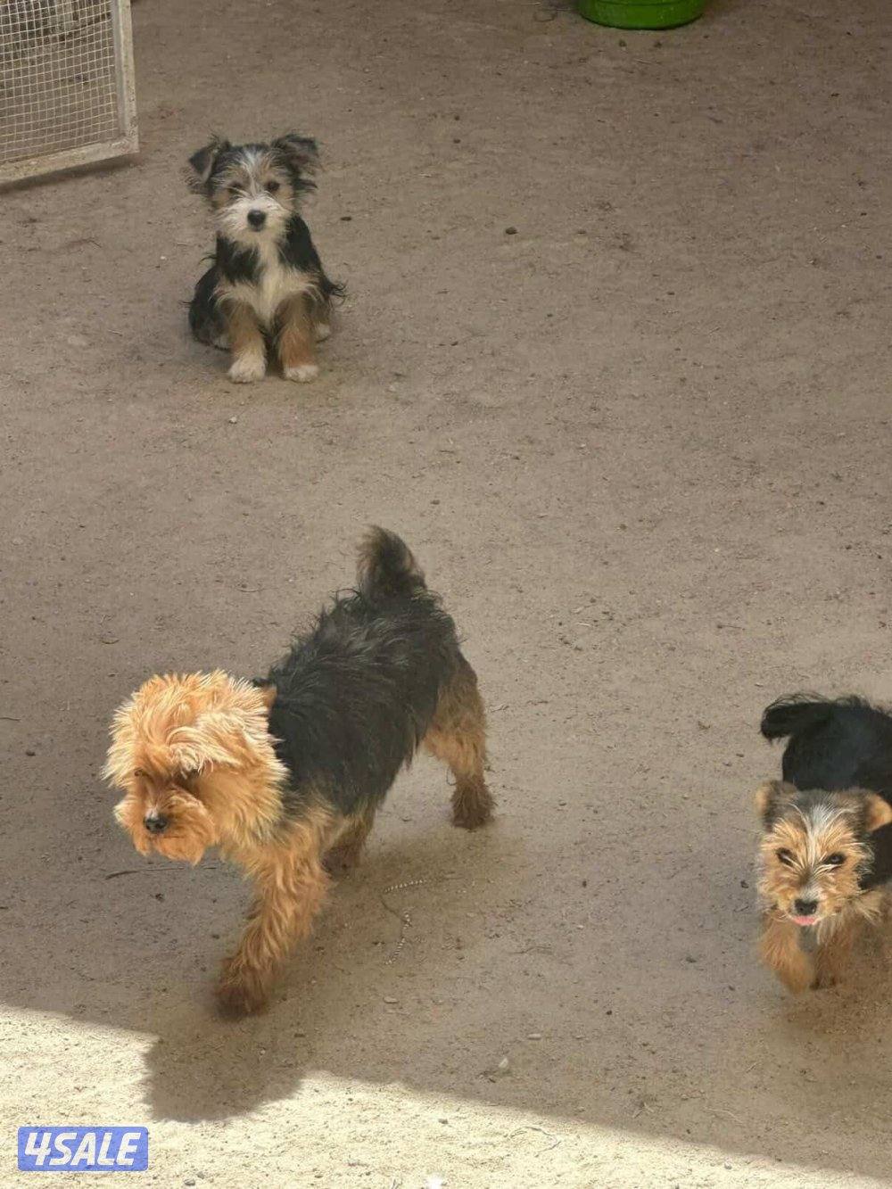 للبيع يوريك شير جروا اعمارهم ٤ اشهور بيعه سريعه13