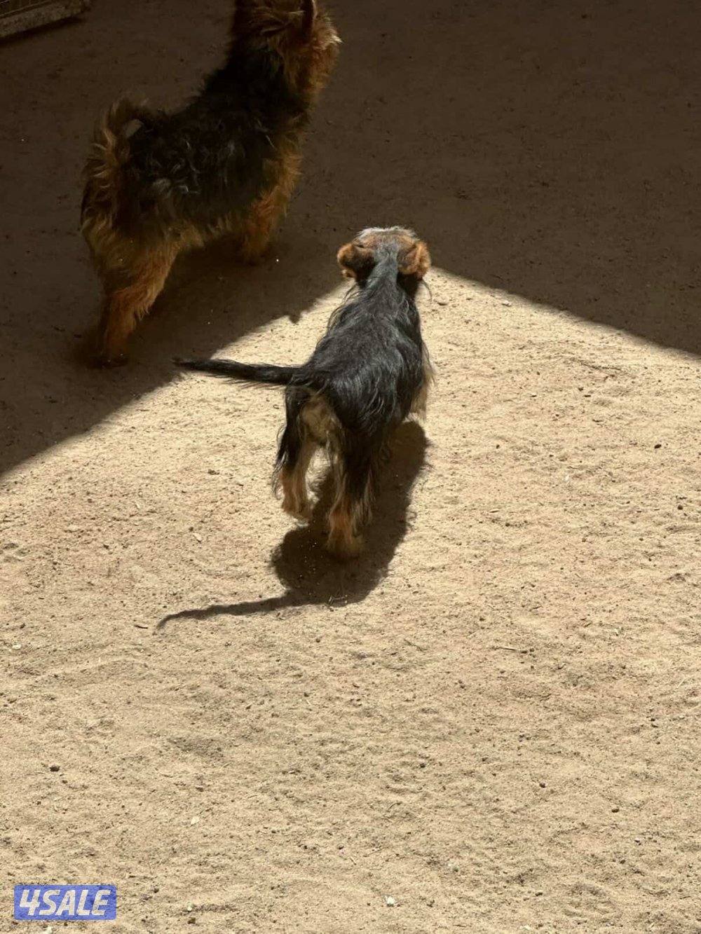 للبيع يوريك شير جروا اعمارهم ٤ اشهور بيعه سريعه14