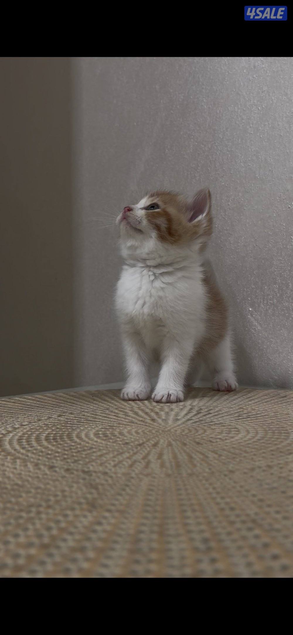 البيع الحجم نتفه كبر جف الأيد 🤏🏼0