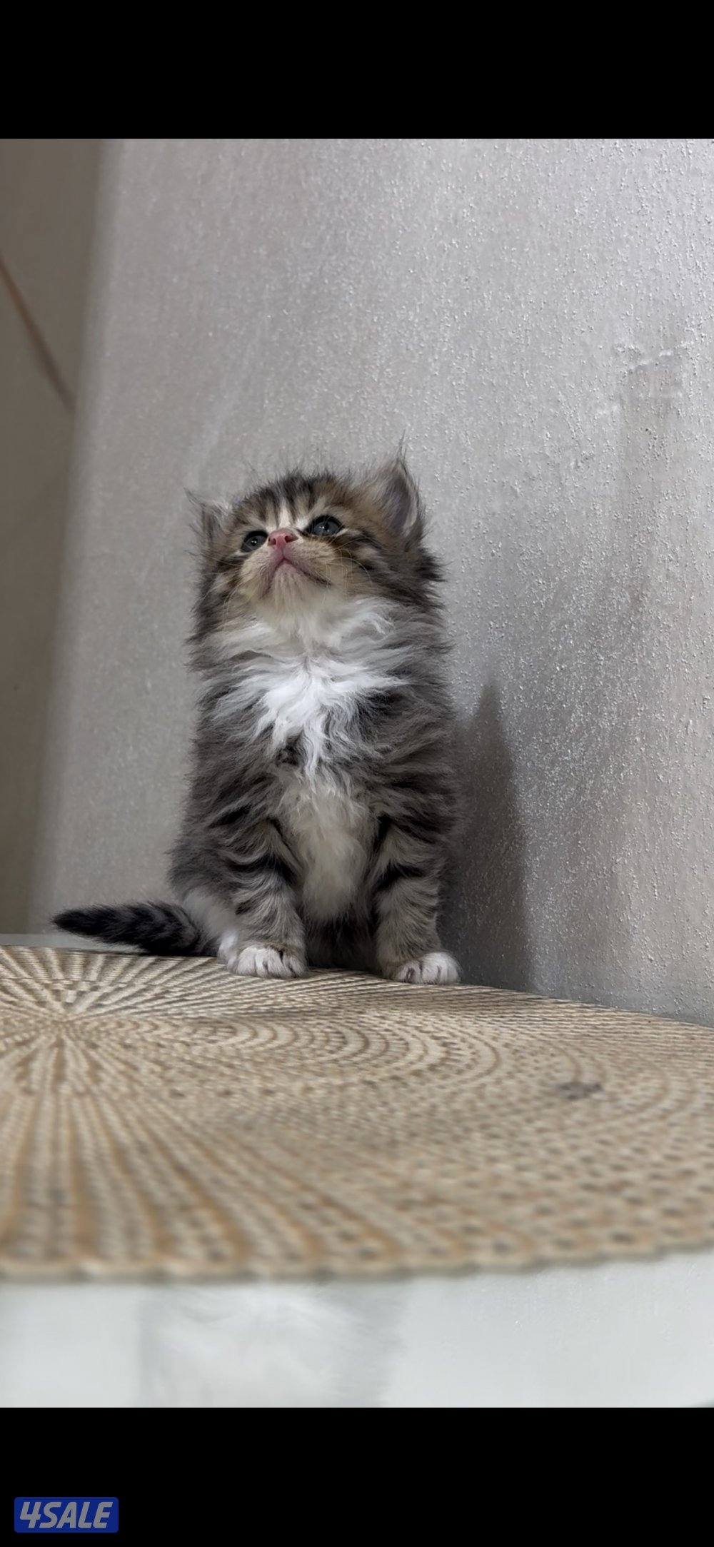 البيع الحجم نتفه كبر جف الأيد 🤏🏼1