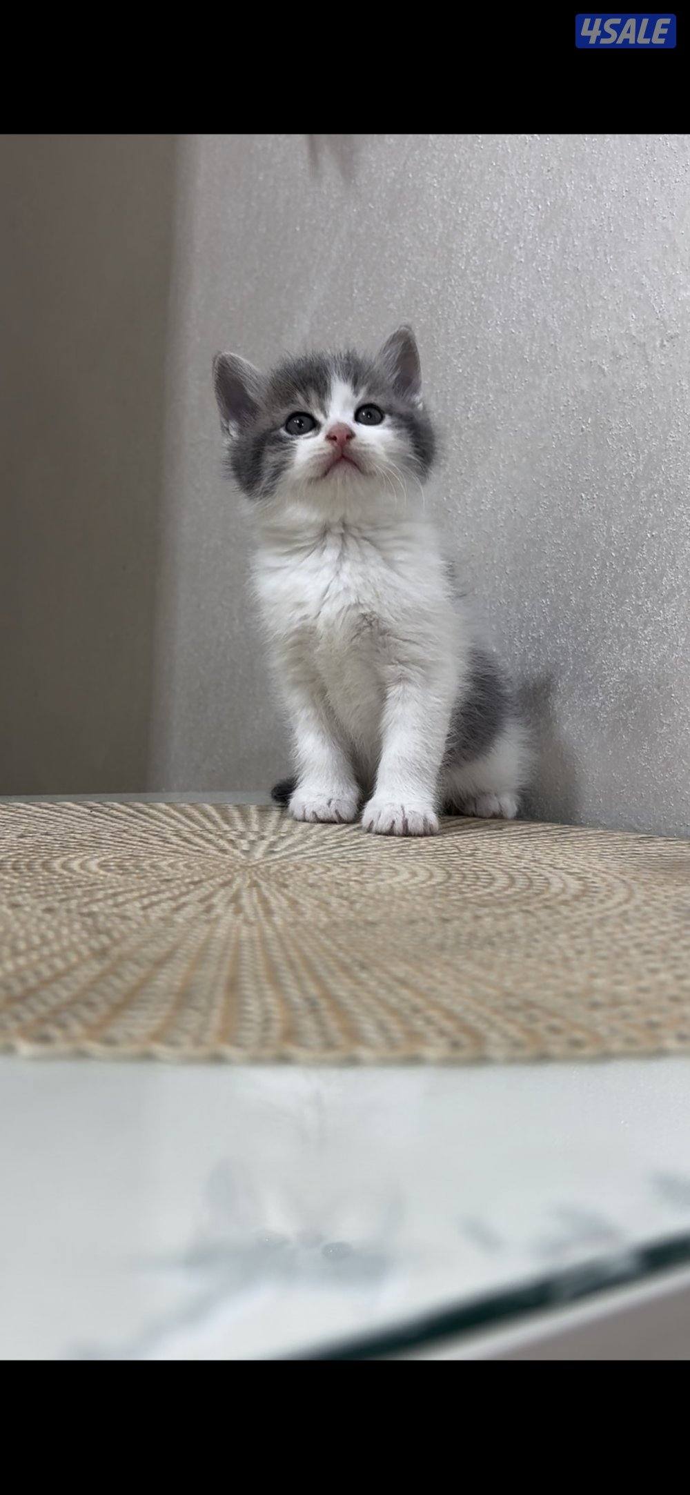 البيع الحجم نتفه كبر جف الأيد 🤏🏼2