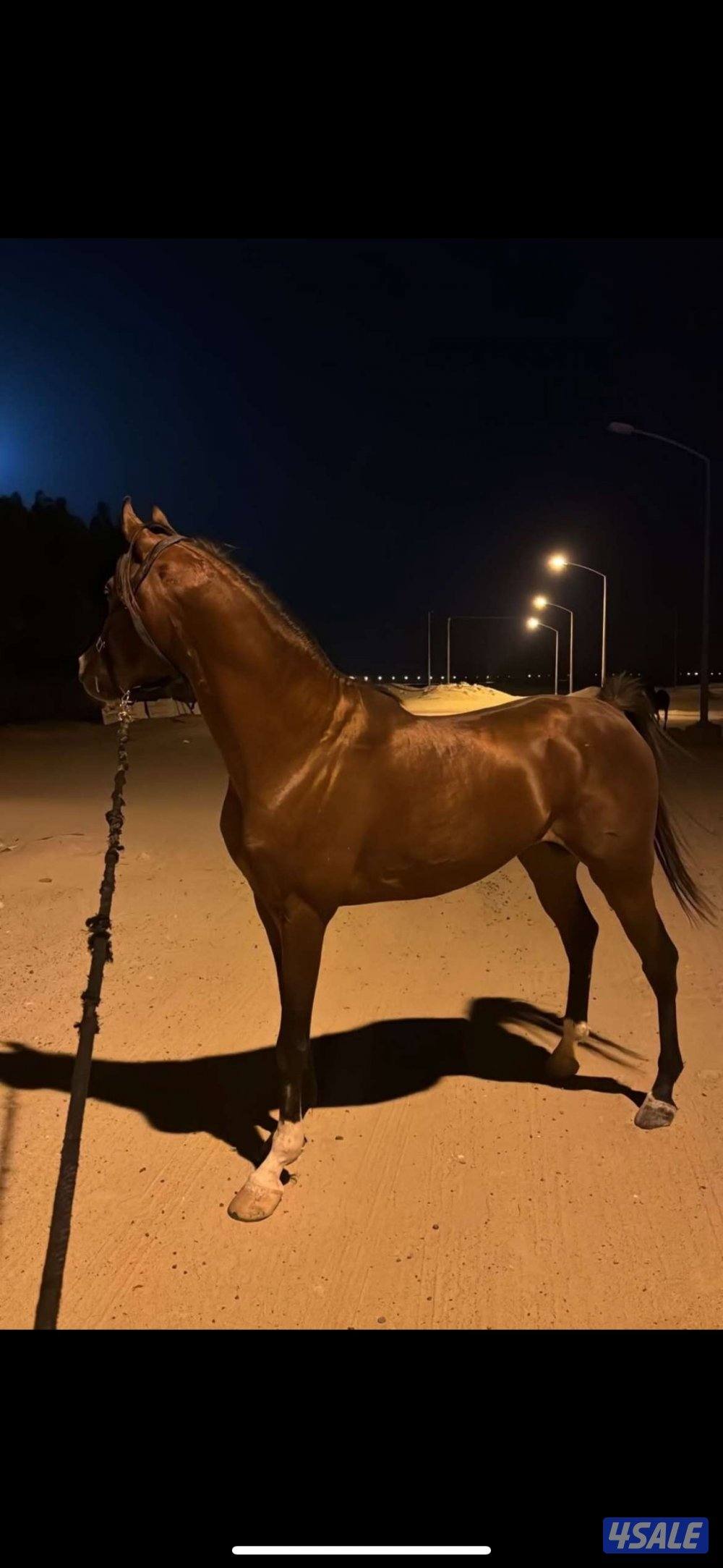 حصان بولش للبيع تحويل0