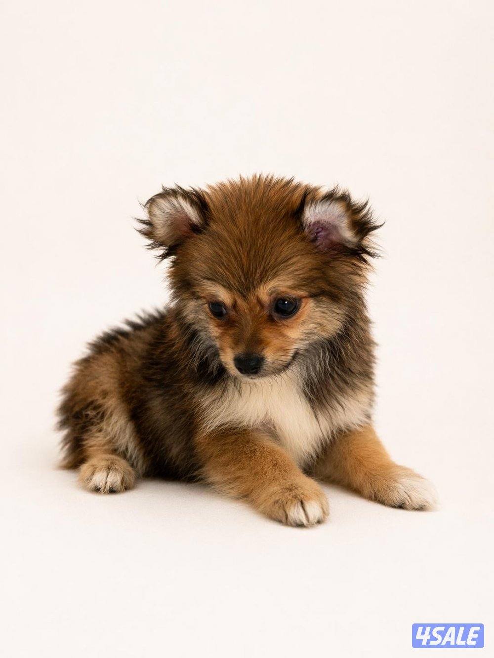 جراء بومرينيان بيور تي كب ميني0