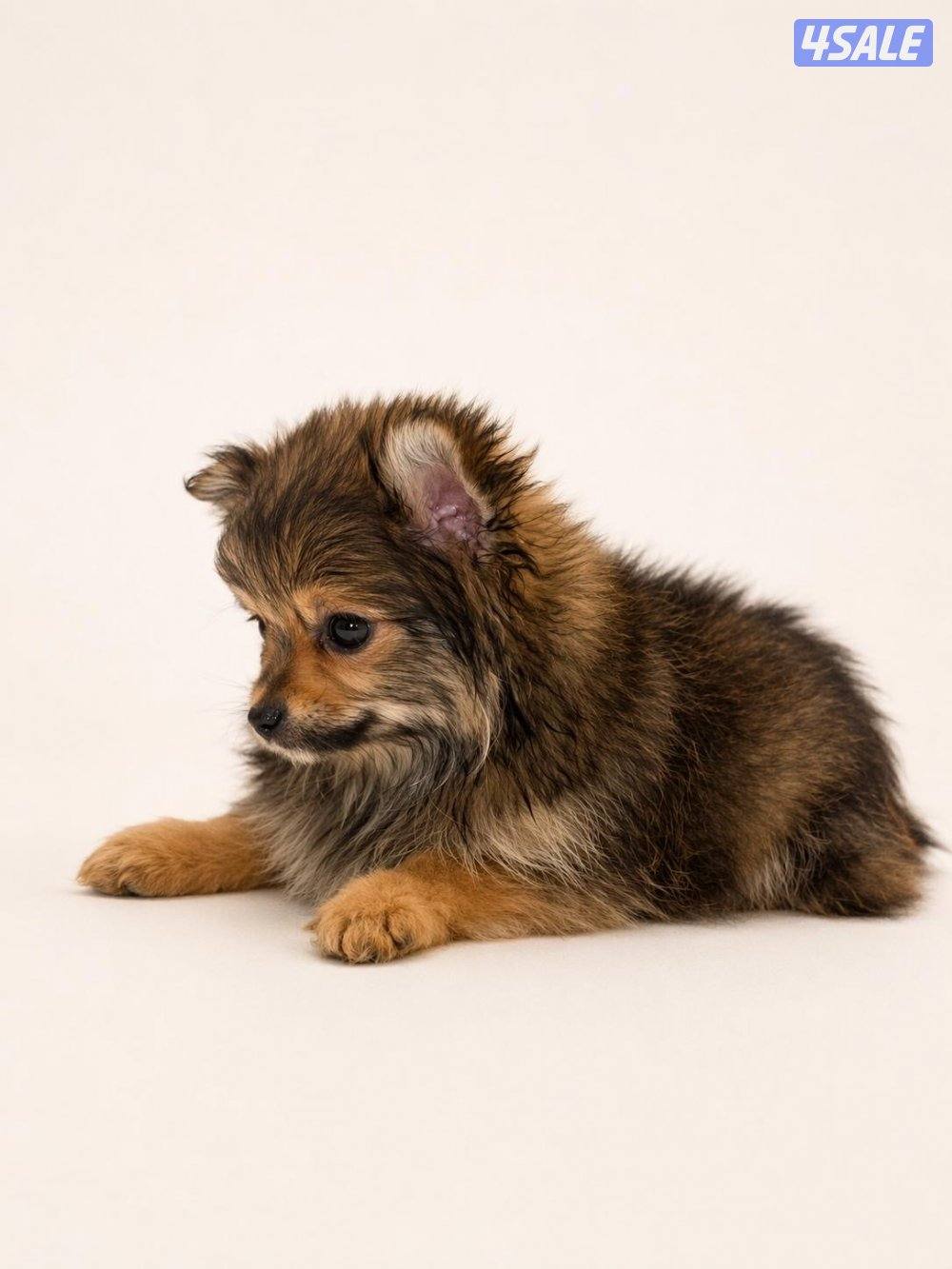 جراء بومرينيان بيور تي كب ميني1