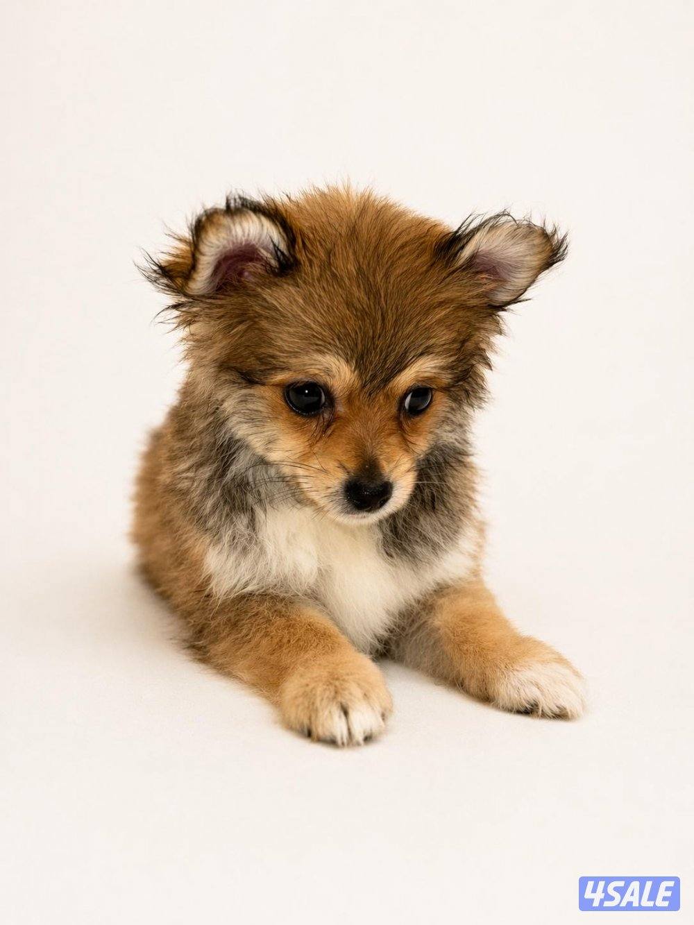 جراء بومرينيان بيور تي كب ميني2