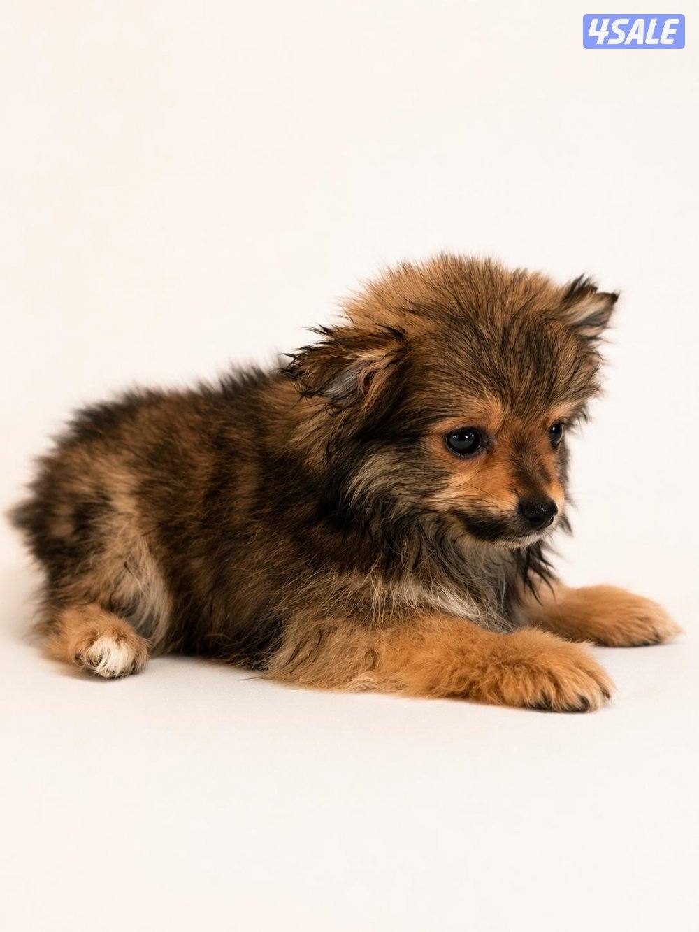 جراء بومرينيان بيور تي كب ميني3